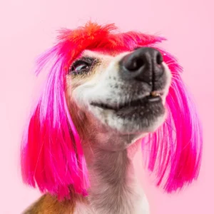 pink hair dog